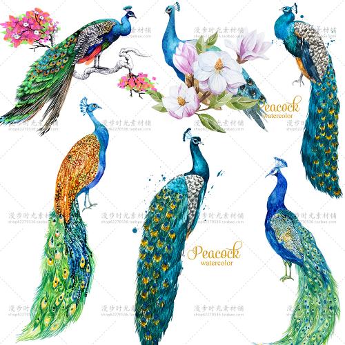 水彩高清图片中国风孔雀花朵画芯平铺图案手账贺卡设计素材