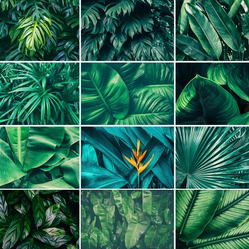 北欧小清新热带雨林植物叶子树叶棕榈树装饰画JPG高清图素材