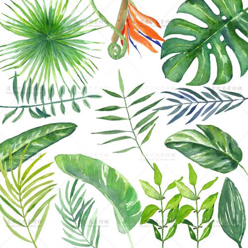 水彩手绘热带雨林植物绿叶树叶棕榈叶龟背竹叶PNG设计装饰素材
