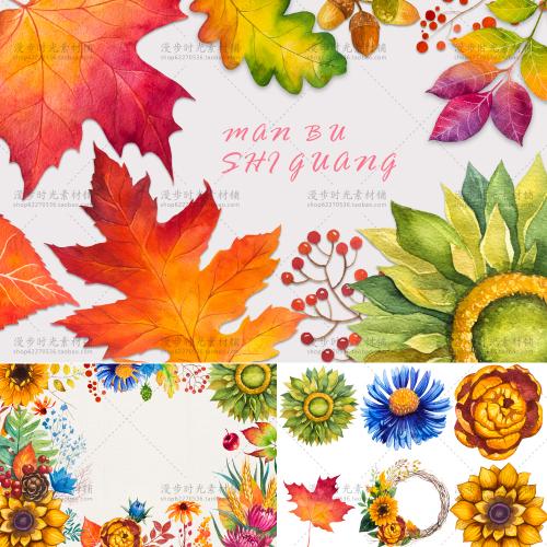 水彩手绘向日葵秋天红色叶枫叶AI矢量EPS免扣PNG＋PSD设计素材
