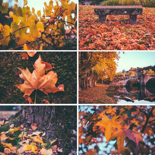 秋天主题高清风景场景落叶黄叶照片JPG图片素材模板