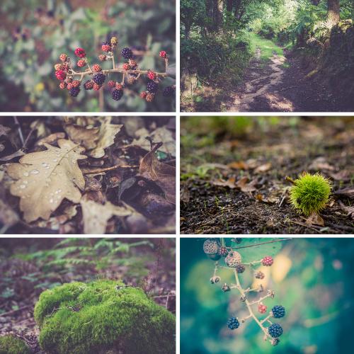 小清新森系森林照片JPG图片设计素材模板底图