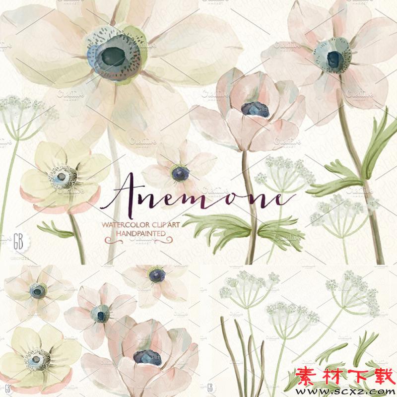 清新手绘银莲花素材