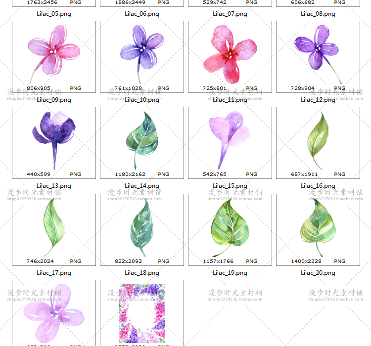 紫藤花风信子素材