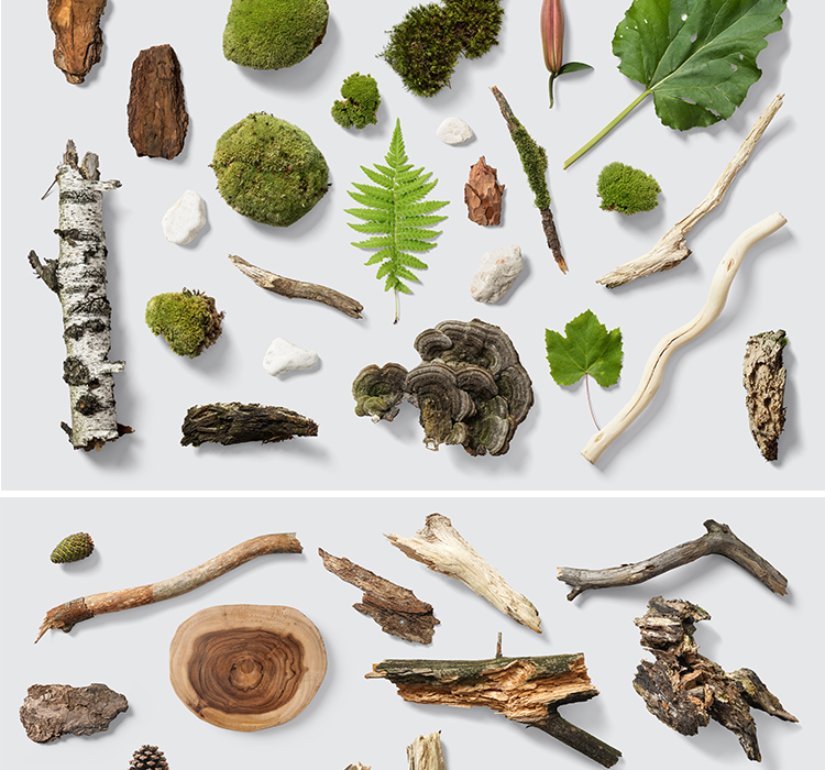 花卉花朵绿植叶子多肉植物素材