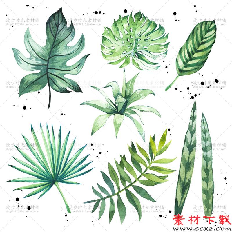 手绘水彩热带植物
