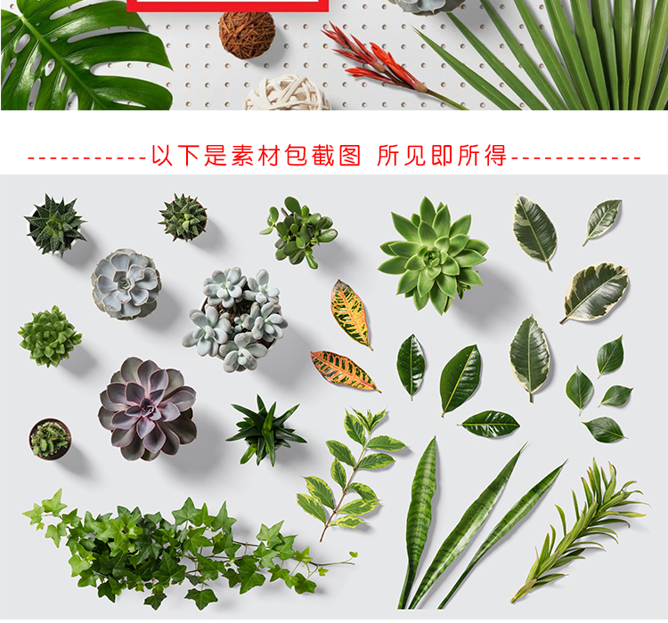 花卉花朵绿植叶子多肉植物素材