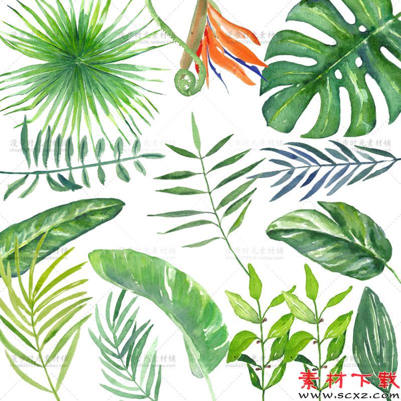 水彩手绘热带雨林植物