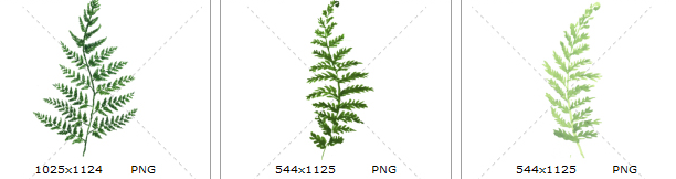 手绘水彩清新绿色蕨类植物