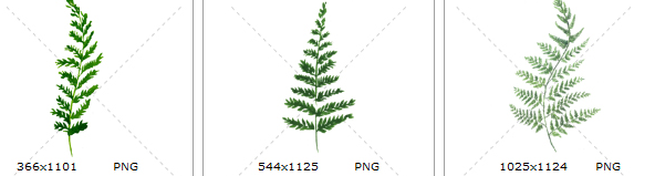 手绘水彩清新绿色蕨类植物