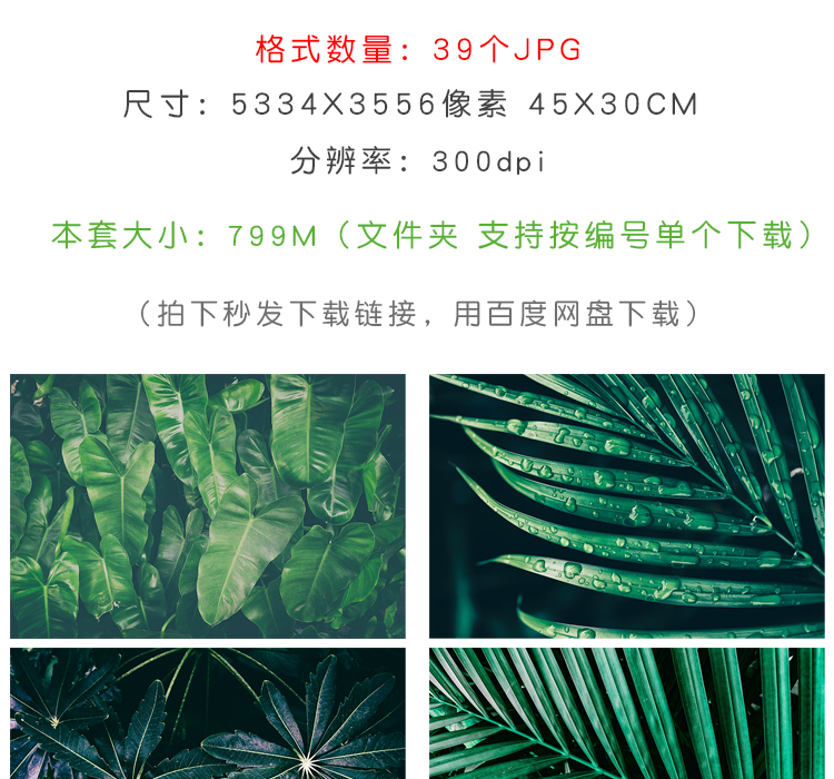 北欧小清新热带雨林植物叶子模板
