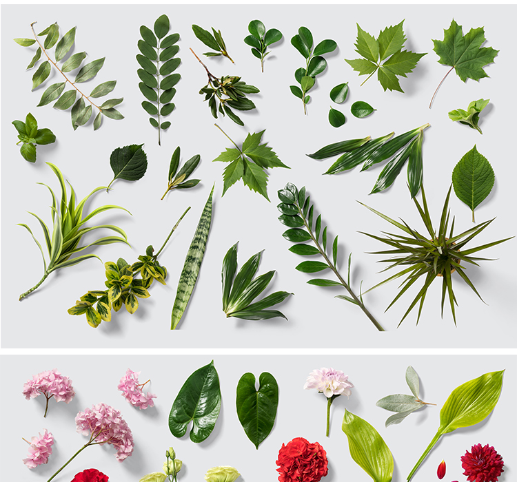 花卉花朵绿植叶子多肉植物素材