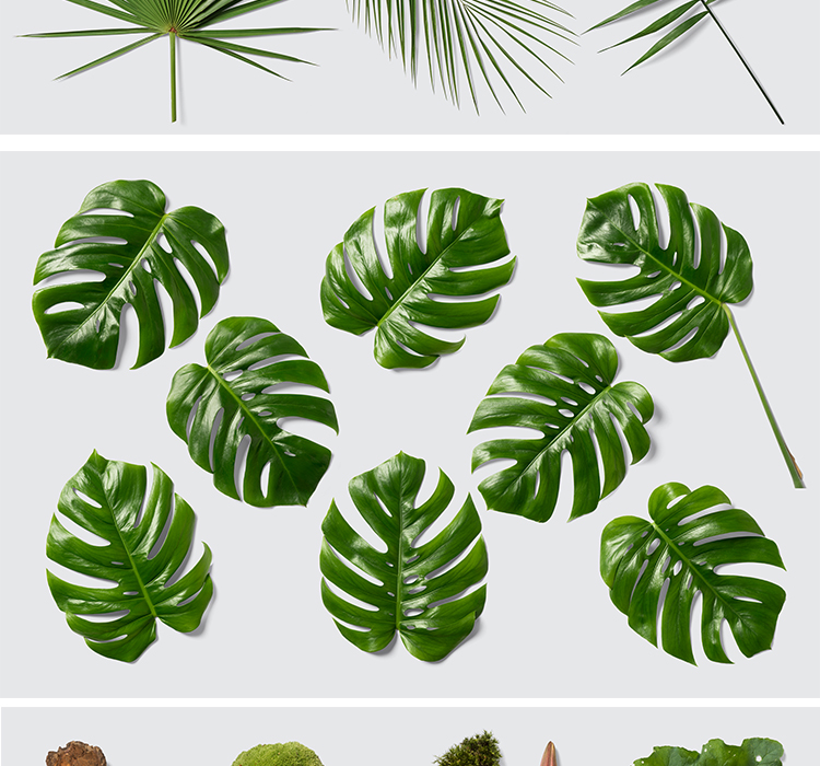 花卉花朵绿植叶子多肉植物素材