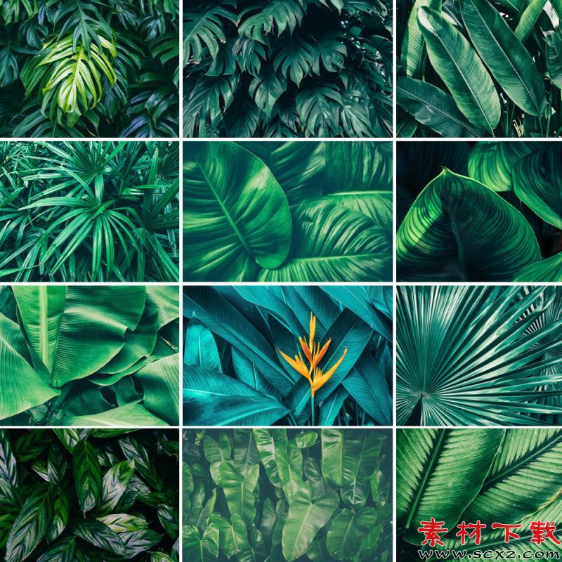 北欧小清新热带雨林植物叶子模板