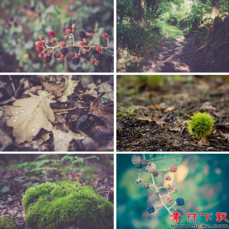 小清新森系森林照片